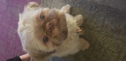 Grimm-Neo vom Löwenblut