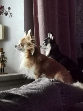 Odin und Coco