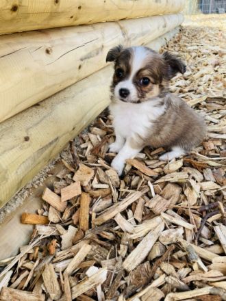 Wir haben noch 2 wunderschöne kleine reinrassige