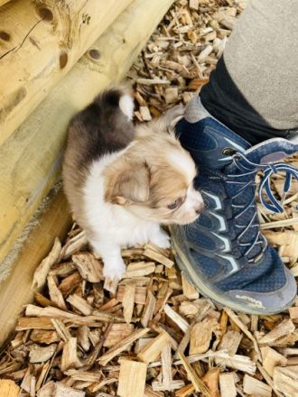 Wir haben noch 2 wunderschöne kleine reinrassige