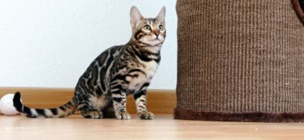 Wunderschöne Bengalkatze sucht liebevolles neues zu