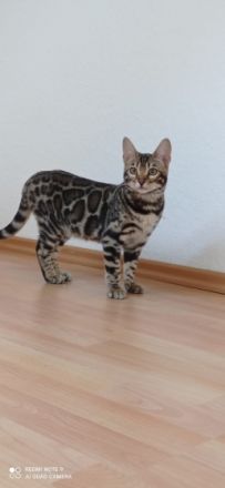 Wunderschöne Bengalkatze sucht liebevolles neues zu