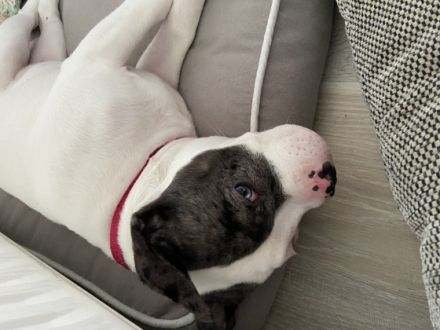 Nika, Sie wächst mit einer Katze auf und Kindern Sie