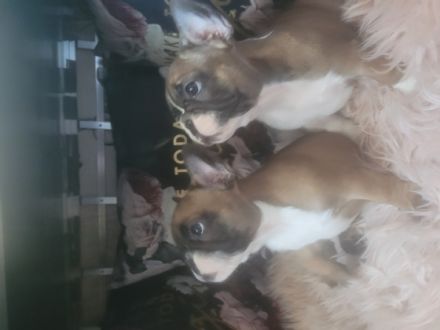 Abgabebereit !!!!!!! Hallo liebe Bulli-Liebhaber.