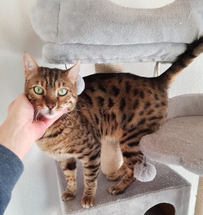 "Copper" ist 4 Jahre alt, sehr verschmust, gesund,