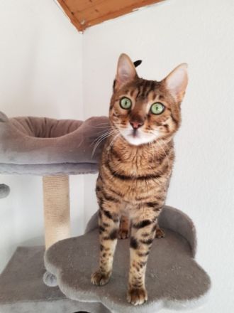 "Copper" ist 4 Jahre alt, sehr verschmust, gesund,