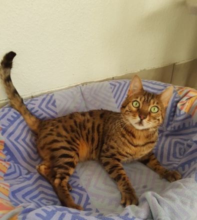 "Copper" ist 4 Jahre alt, sehr verschmust, gesund,