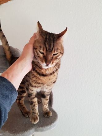 "Copper" ist 4 Jahre alt, sehr verschmust, gesund,