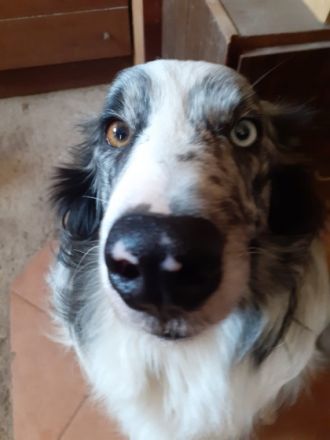 Hallo, ich verkaufe Border Collie Welpen ohne Stammbaum