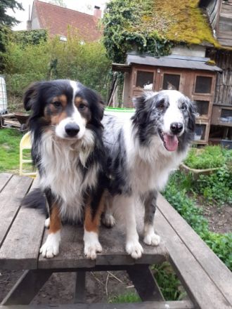 Hallo, ich verkaufe Border Collie Welpen ohne Stammbaum