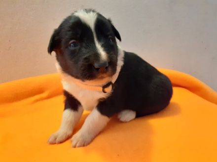 Hallo, ich verkaufe Border Collie Welpen ohne Stammbaum