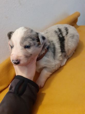 Hallo, ich verkaufe Border Collie Welpen ohne Stammbaum