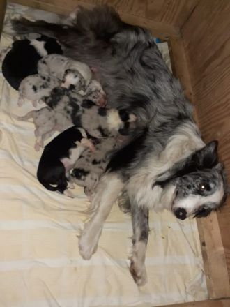 Hallo, ich verkaufe Border Collie Welpen ohne Stammbaum