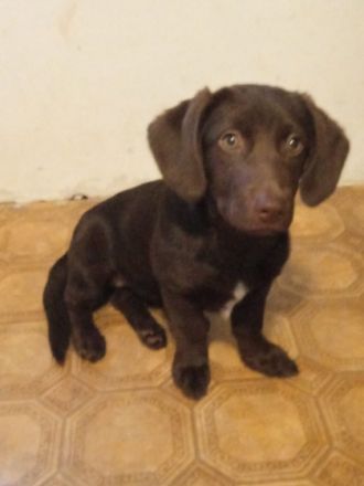 Labrador Retriever, Mischlingswelpen