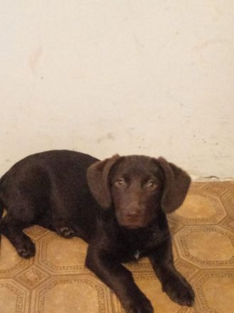 Labrador Retriever, Mischlingswelpen