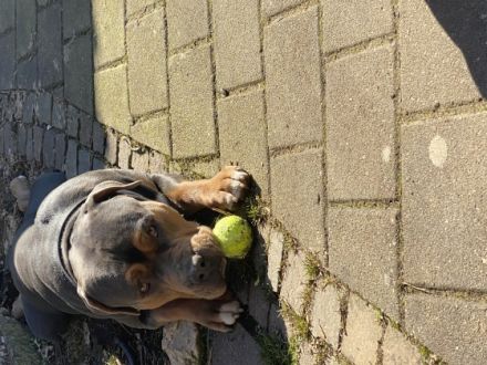 Hugo ist fast 2 Jahre alt Ein totaler Familien Hund, er