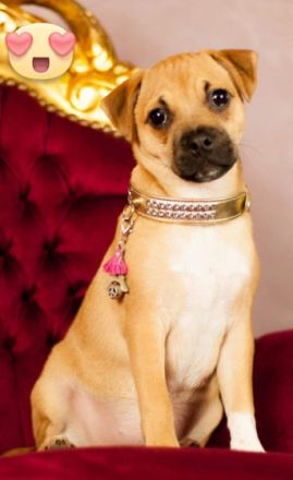 !!! 3 Welpen schon reserviert!!! Wunderschöne Retro