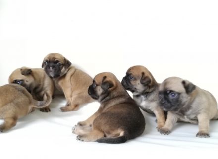 !!! 3 Welpen schon reserviert!!! Wunderschöne Retro