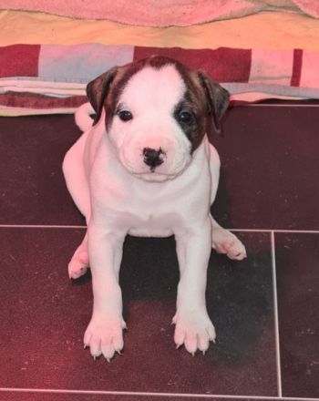 Unsere american bulldog hat am 11.03. 8 welpen zur Welt