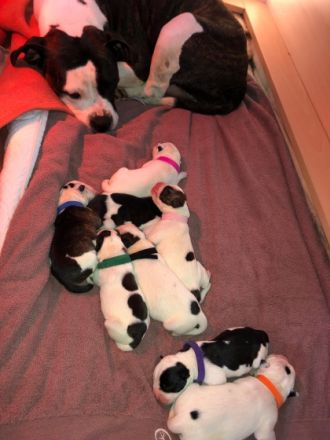 Unsere american bulldog hat am 11.03. 8 welpen zur Welt