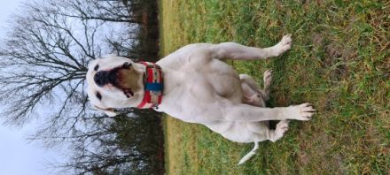 Unsere american bulldog hat am 11.03. 8 welpen zur Welt