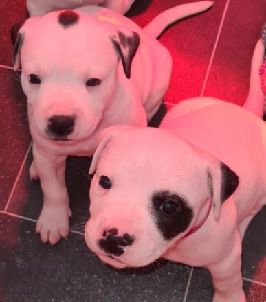 Unsere american bulldog hat am 11.03. 8 welpen zur Welt