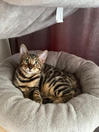 Wir haben kleine Leoparden abzugeben. Wir sind eine