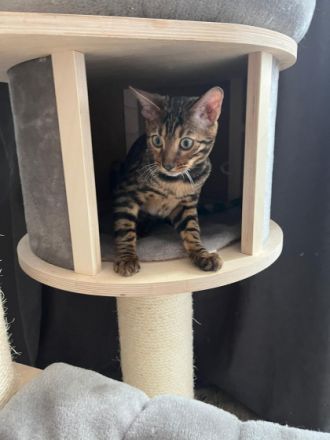 Wir haben kleine Leoparden abzugeben. Wir sind eine