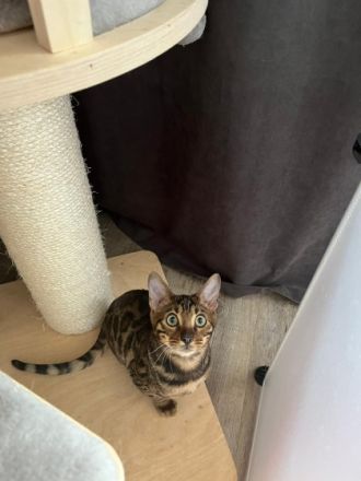 Wir haben kleine Leoparden abzugeben. Wir sind eine