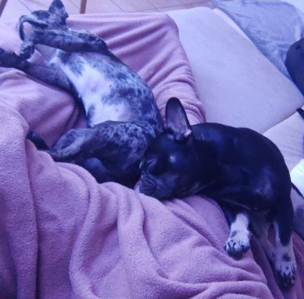 Shila und Tobi, Wuffwuff, ich (Shila) und mein Bruder 