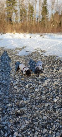 Shila und Tobi, Wuffwuff, ich (Shila) und mein Bruder 