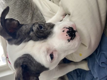 American Bully, Welpen