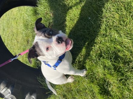 American Bully, Welpen