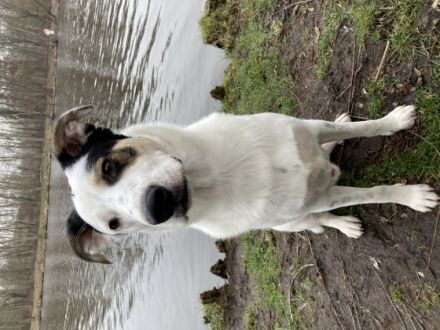 Hallo, der Simba ist ein verschmuster,