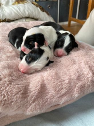 Australian Shepherd, Welpen
