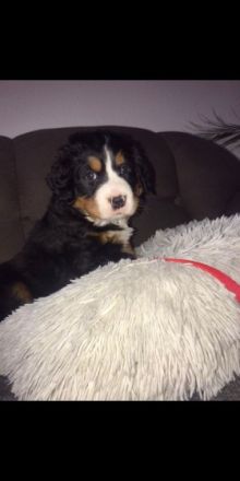 Hallo, in unseren Heimatzwinger wurden fünf Madchen