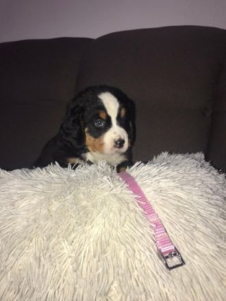 Hallo, in unseren Heimatzwinger wurden fünf Madchen