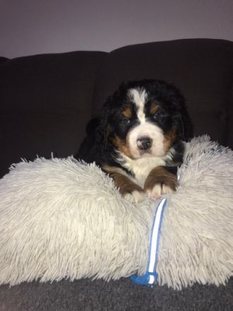 Hallo, in unseren Heimatzwinger wurden fünf Madchen