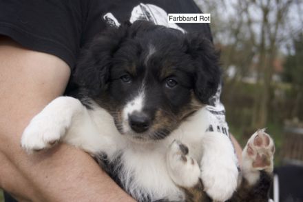 Süße Aussie Welpen suchen ein Zuhause. Aus unseren Wurf