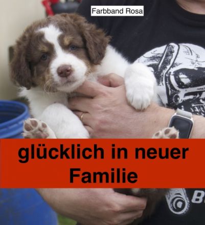 Süße Aussie Welpen suchen ein Zuhause. Aus unseren Wurf