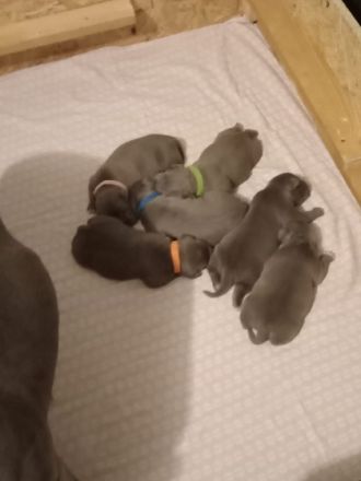 Unsere Hündin hat am 24.03.22 tolle Amstaff blueline