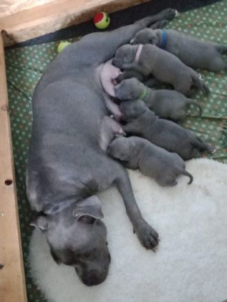 Unsere Hündin hat am 24.03.22 tolle Amstaff blueline