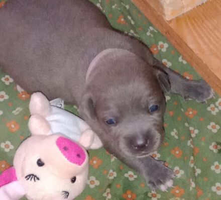 Unsere Hündin hat am 24.03.22 tolle Amstaff blueline