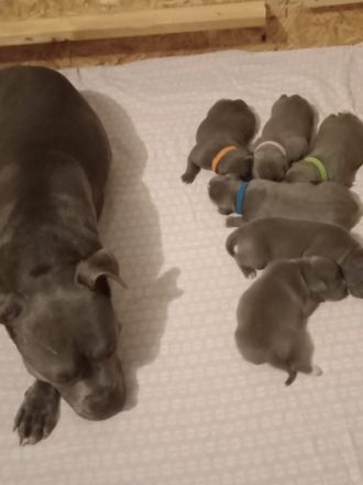 Unsere Hündin hat am 24.03.22 tolle Amstaff blueline