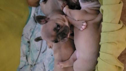 5 süße kleine Mädels suchen ab dem 28.04.2022 ein neues