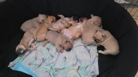 5 süße kleine Mädels suchen ab dem 28.04.2022 ein neues