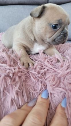 5 süße kleine Mädels suchen ab dem 28.04.2022 ein neues