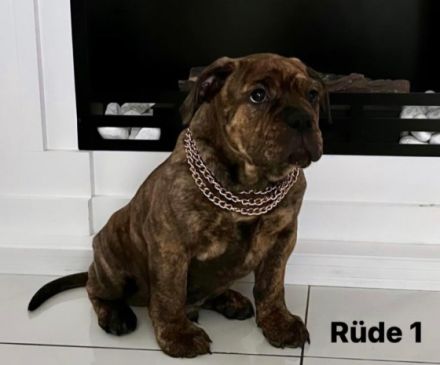 Nach der einzigartigen Verpaarung des Rüden Amigo &