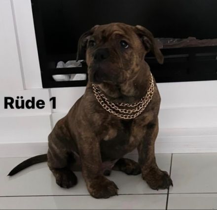 Nach der einzigartigen Verpaarung des Rüden Amigo &