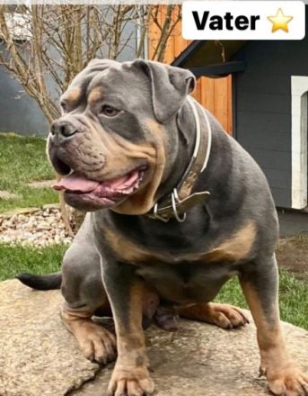 Nach der einzigartigen Verpaarung des Rüden Amigo &